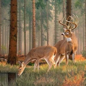 Meet your Posher, Bobby